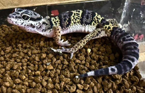 画像2: 30. パキスタン産wF3 (2)