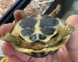 画像3: ♪3 ニシヘルマンリクガメ(トスカーナ) (3)
