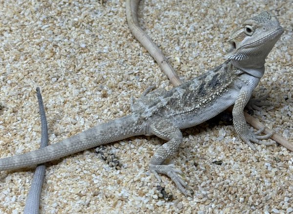 画像2: ☆1 フトアゴヒゲトカゲ(ハイカラー) (2)