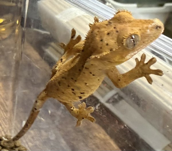 画像1: ☆1☆ ダルメシアン (1)