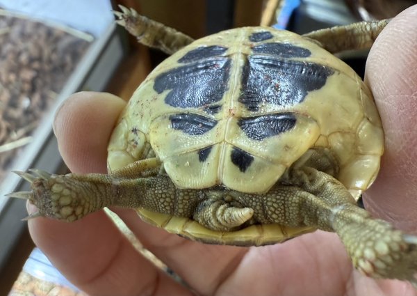 画像4: ♪1 ニシヘルマンリクガメ(プーリア) (4)