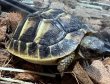 画像2: ♪3 ニシヘルマンリクガメ(トスカーナ) (2)