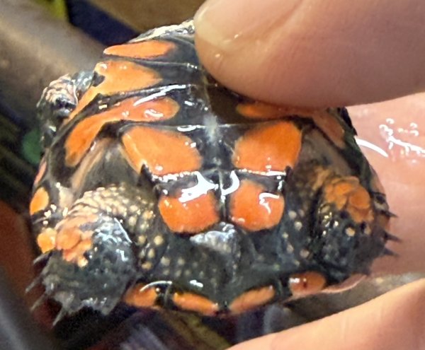 画像3: 1. クロハラヘビクビガメ (3)