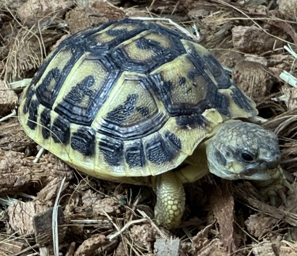 画像3: ♪1 ニシヘルマンリクガメ(プーリア) (3)