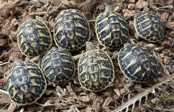 画像1: ♪1 ニシヘルマンリクガメ(プーリア) (1)