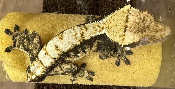 画像2: ☆3☆ ハーレクイン (2)