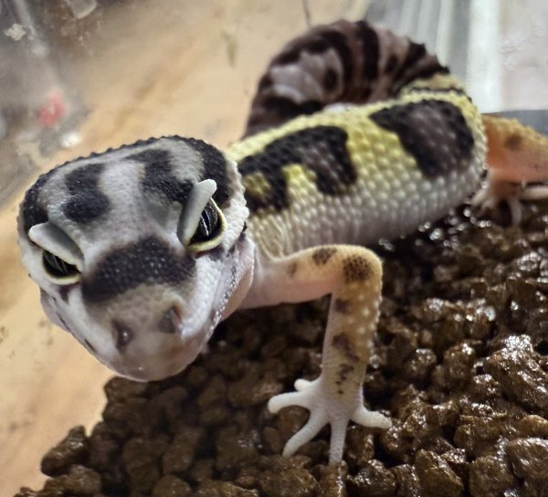 画像1: 24. バンディット (1)