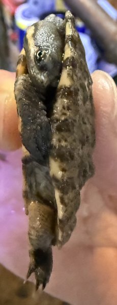 画像3: 1. ギガミネヘリクビガメ (3)