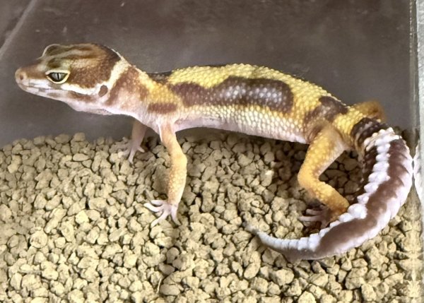 画像1: 1. トレンパーボールドジャングル (1)