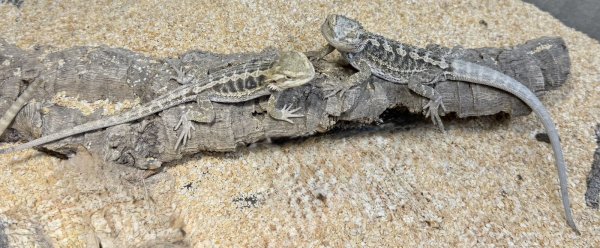 画像1: ☆1 フトアゴヒゲトカゲ(ハイカラー) (1)