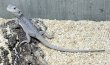 画像1: ☆2 フトアゴヒゲトカゲ(ハイポゼロ) (1)