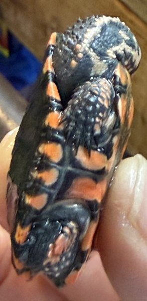 画像4: 1. クロハラヘビクビガメ (4)