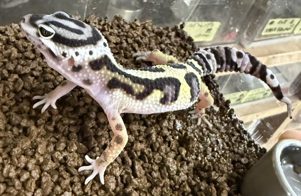 画像3: 24. バンディット (3)