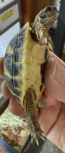 画像5: ♪1 ニシヘルマンリクガメ(プーリア) (5)