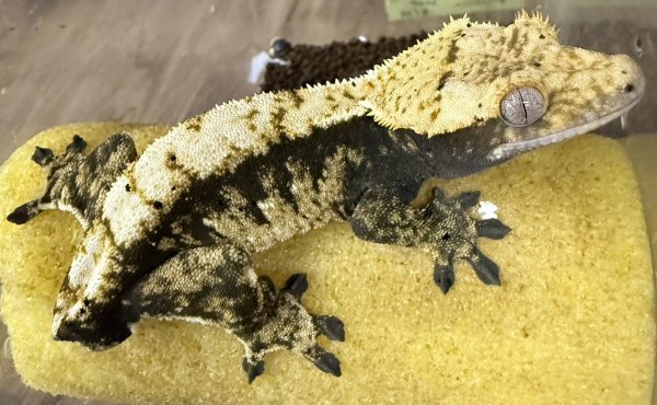 画像1: ☆3☆ ハーレクイン (1)