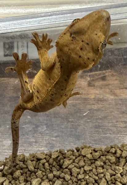 画像3: ☆1☆ ダルメシアン (3)