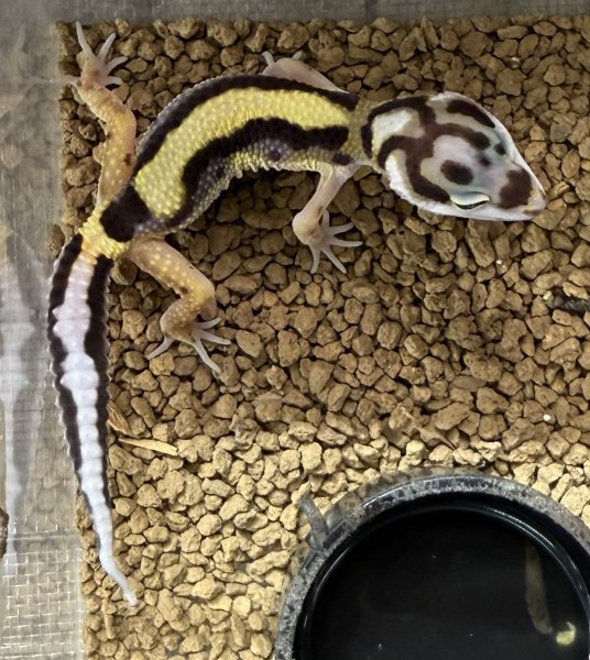 画像2: 51. ボールドストライプ (2)