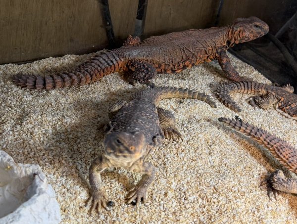 画像1: 1. ゲイリートゲオアガマ(レッド) (1)