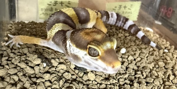 画像1: 50. シナモン (1)