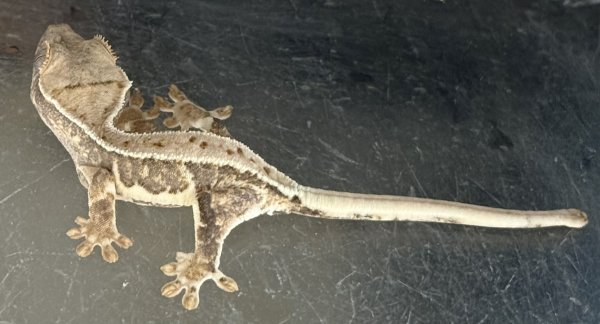 画像3: リリーホワイト(ベビー) (3)