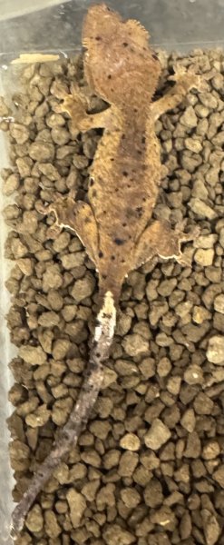 画像2: ☆2☆ ダルメシアン (2)