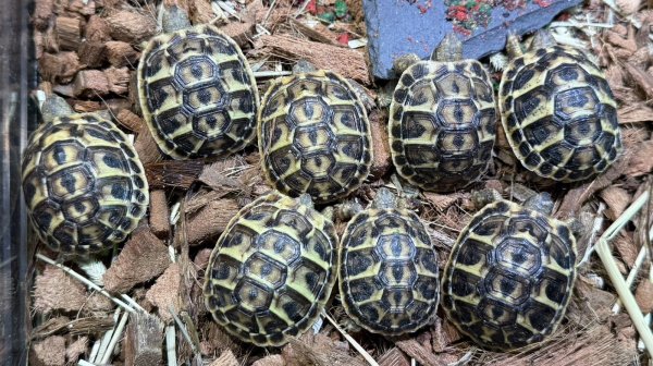 画像1: ♪2 ニシヘルマンリクガメ(カラブリア) (1)