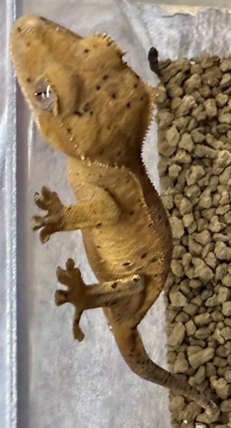 画像2: ☆1☆ ダルメシアン (2)