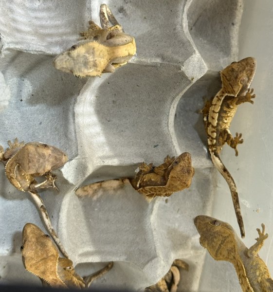 画像1: クレス(ベビー) (1)