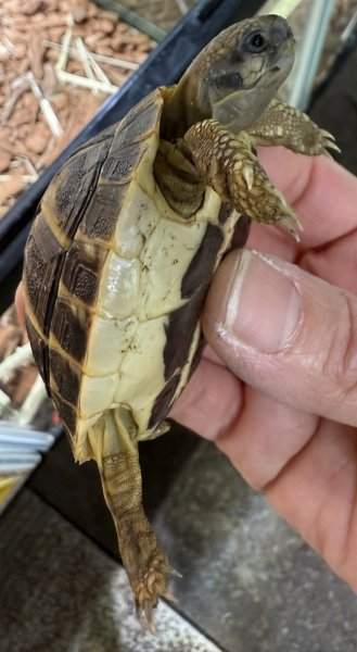 画像4: ♪3 ニシヘルマンリクガメ(トスカーナ) (4)