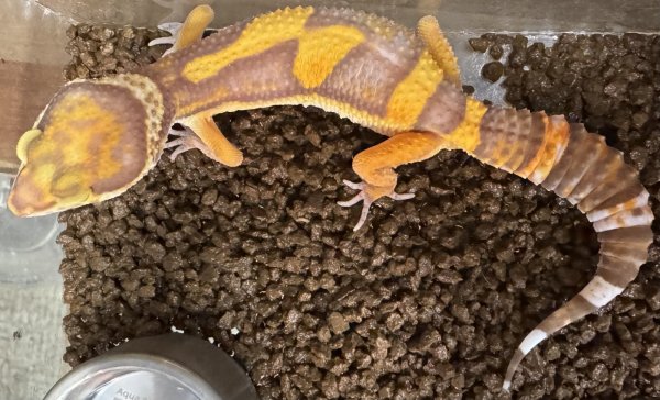 画像3: 22. タンジェリントレンパーアルビノ (3)