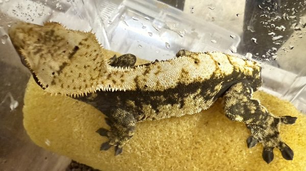 画像3: ☆3☆ ハーレクイン (3)