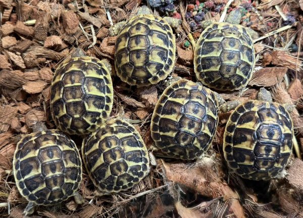 画像1: ♪3 ニシヘルマンリクガメ(トスカーナ) (1)