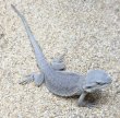 画像2: ☆2 フトアゴヒゲトカゲ(ハイポゼロ) (2)