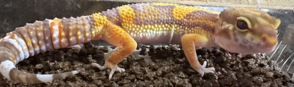 画像2: 22. タンジェリントレンパーアルビノ (2)