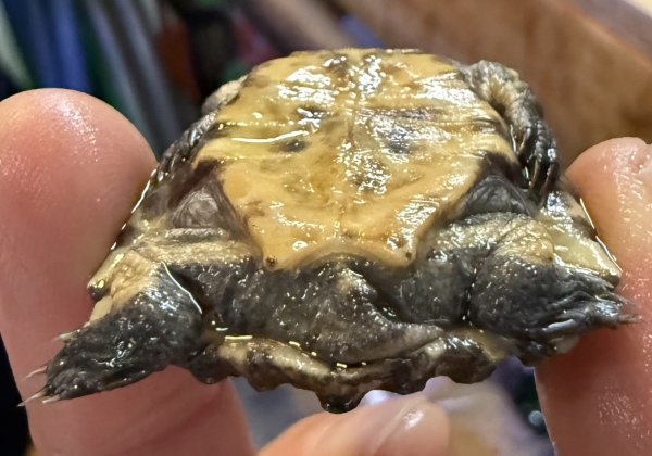 画像2: 1. ギガミネヘリクビガメ (2)