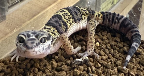 画像1: 30. パキスタン産wF3 (1)