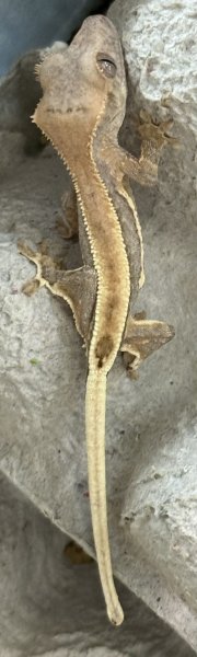 画像2: リリーホワイト(ベビー) (2)