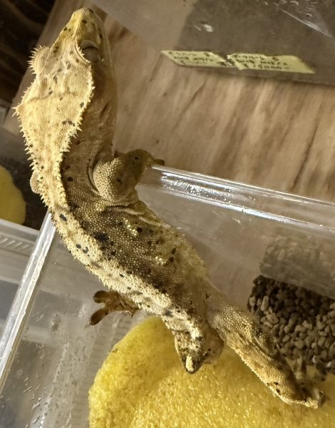 画像2: 5. ダルメシアン(尾切) (2)