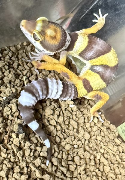 画像2: 50. シナモン (2)