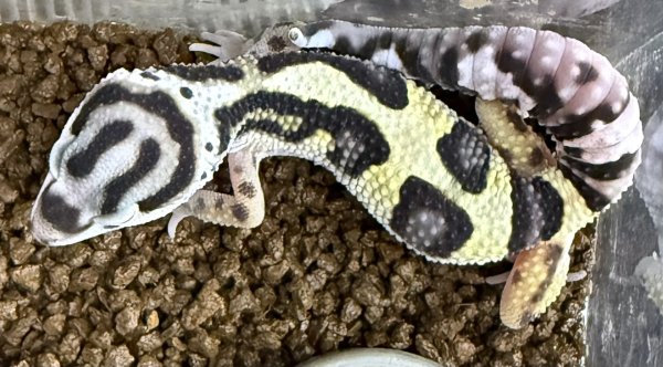 画像2: 24. バンディット (2)