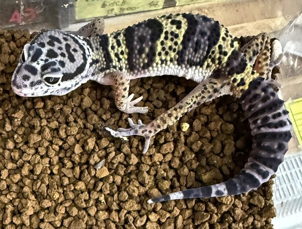 画像3: 30. パキスタン産wF3 (3)