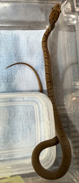 画像1: 1. シマヘビ (1)