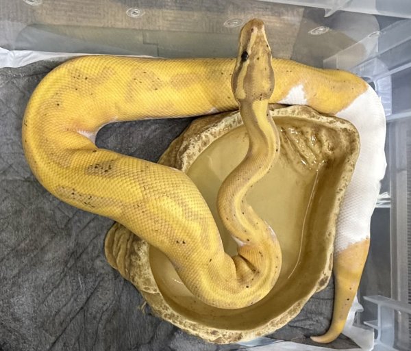 画像1: ☆1 シナモンバナナパイ ♂ (1)