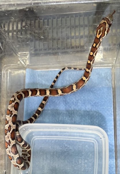 画像1: ♪2 hetアボッツリバースオケッティコーンスネーク (1)