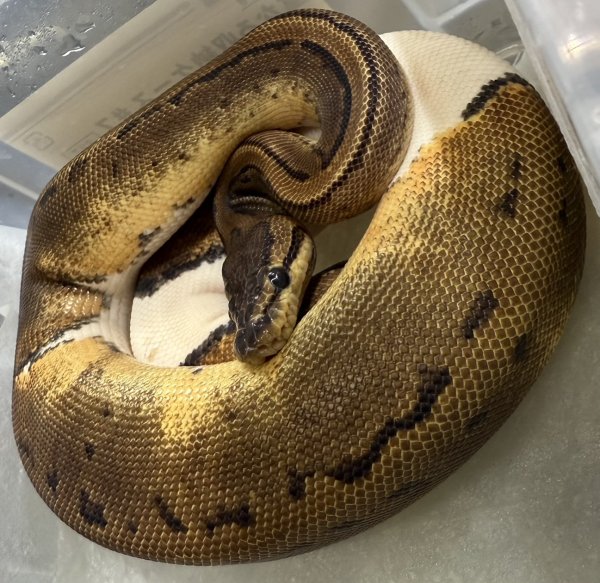 画像3: ☆5 ピンストパイ♀ (3)