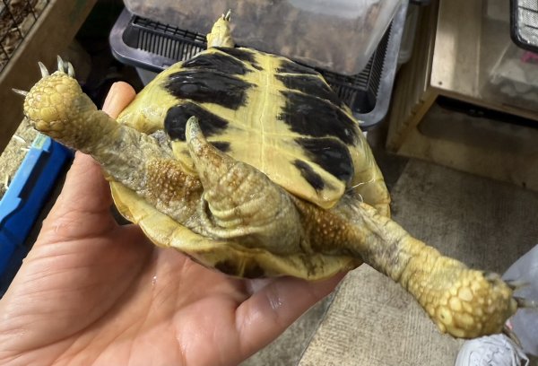 画像3: 3. ヒガシヘルマン (3)