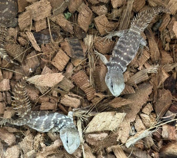 画像2: 2. ユカタントゲオイグアナ (2)