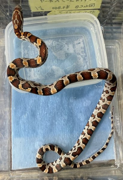 画像1: ♪1 オケッティコーンスネーク (1)