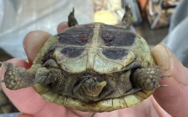 画像2: 2. ヒガシヘルマン (2)