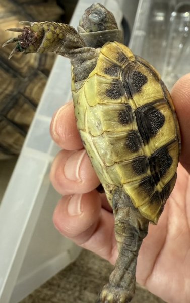 画像3: 2. ヒガシヘルマン (3)